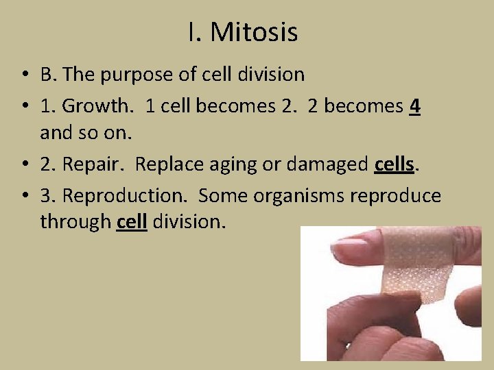 I. Mitosis • B. The purpose of cell division • 1. Growth. 1 cell