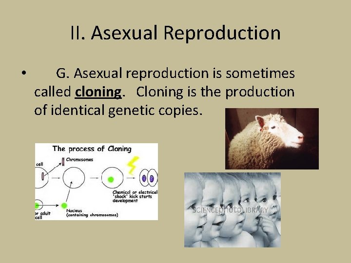 II. Asexual Reproduction • G. Asexual reproduction is sometimes called cloning. Cloning is the
