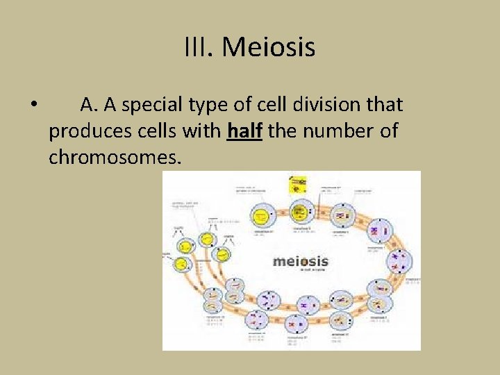 III. Meiosis • A. A special type of cell division that produces cells with