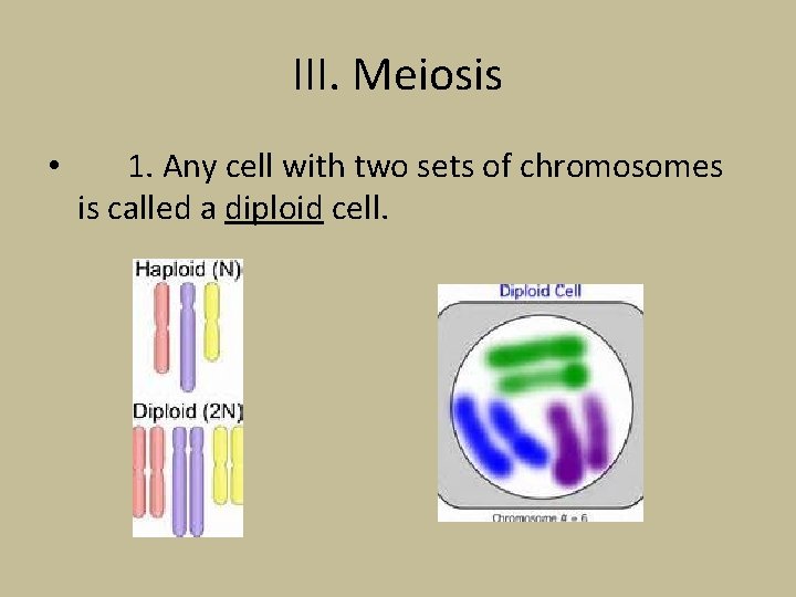 III. Meiosis • 1. Any cell with two sets of chromosomes is called a