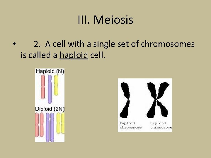 III. Meiosis • 2. A cell with a single set of chromosomes is called