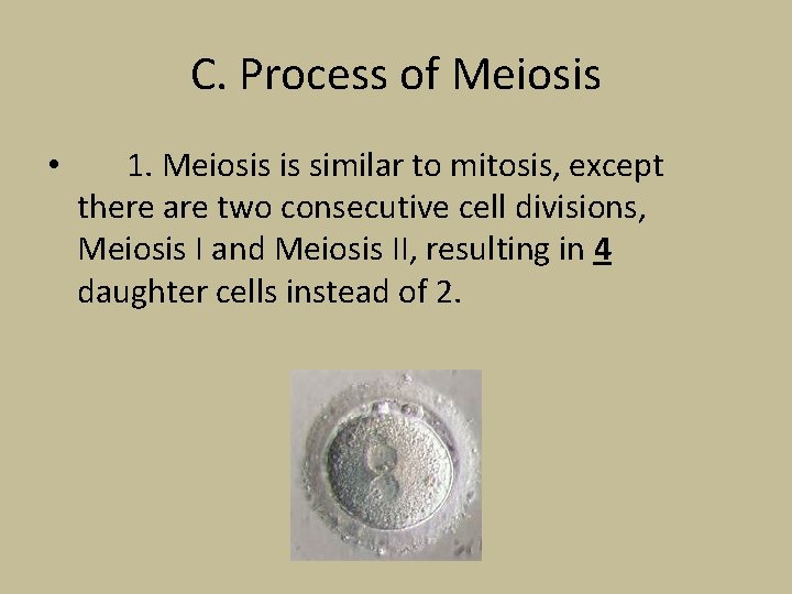 C. Process of Meiosis • 1. Meiosis is similar to mitosis, except there are