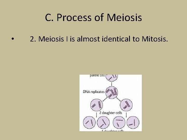 C. Process of Meiosis • 2. Meiosis I is almost identical to Mitosis. 