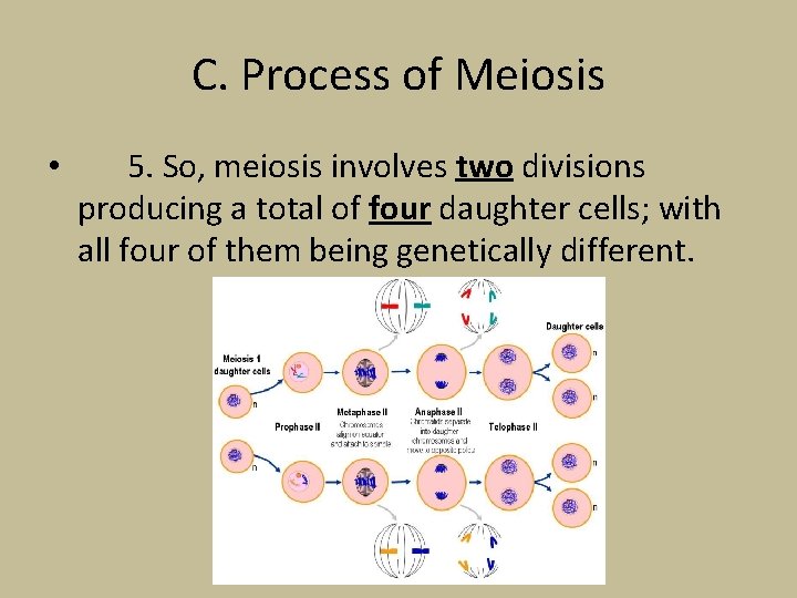 C. Process of Meiosis • 5. So, meiosis involves two divisions producing a total