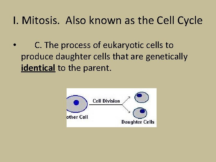 I. Mitosis. Also known as the Cell Cycle • C. The process of eukaryotic
