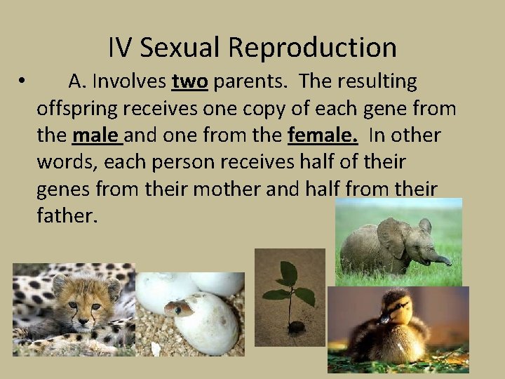 IV Sexual Reproduction • A. Involves two parents. The resulting offspring receives one copy