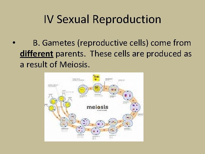 IV Sexual Reproduction • B. Gametes (reproductive cells) come from different parents. These cells