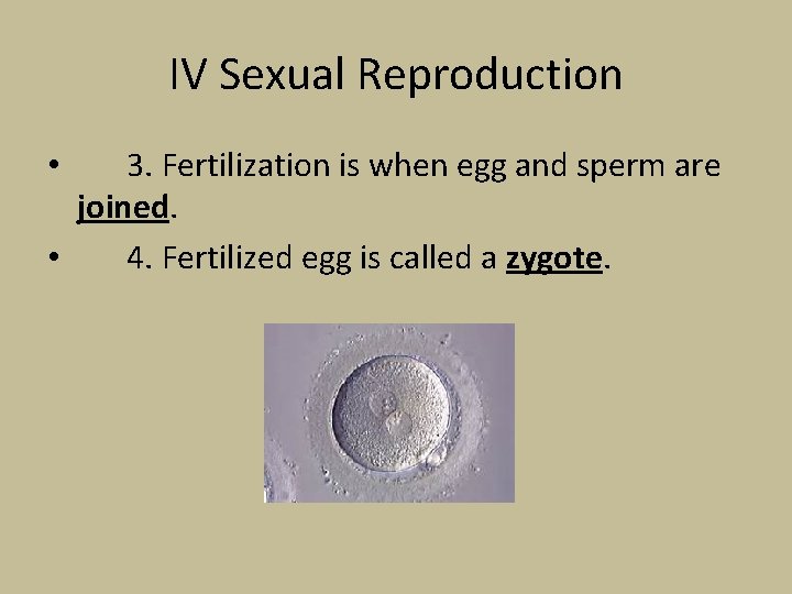 IV Sexual Reproduction 3. Fertilization is when egg and sperm are joined. • 4.