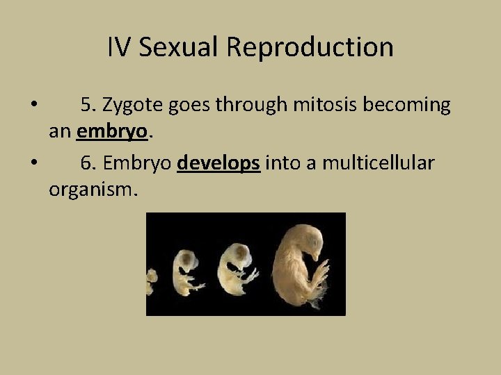 IV Sexual Reproduction 5. Zygote goes through mitosis becoming an embryo. • 6. Embryo