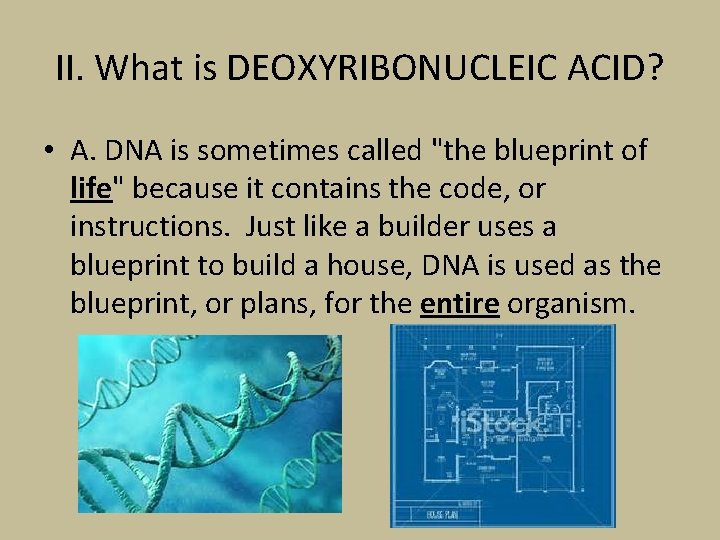 II. What is DEOXYRIBONUCLEIC ACID? • A. DNA is sometimes called "the blueprint of