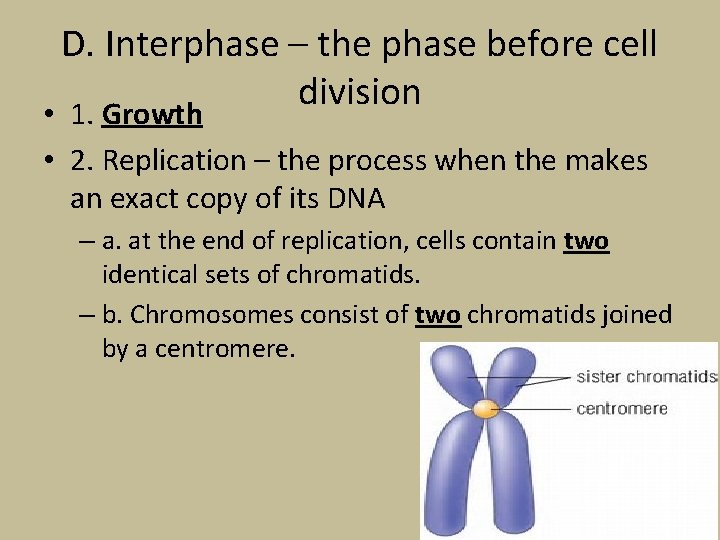 D. Interphase – the phase before cell division • 1. Growth • 2. Replication