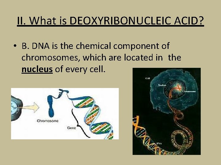 II. What is DEOXYRIBONUCLEIC ACID? • B. DNA is the chemical component of chromosomes,