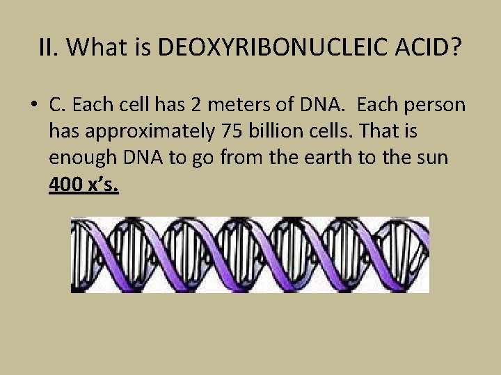 II. What is DEOXYRIBONUCLEIC ACID? • C. Each cell has 2 meters of DNA.