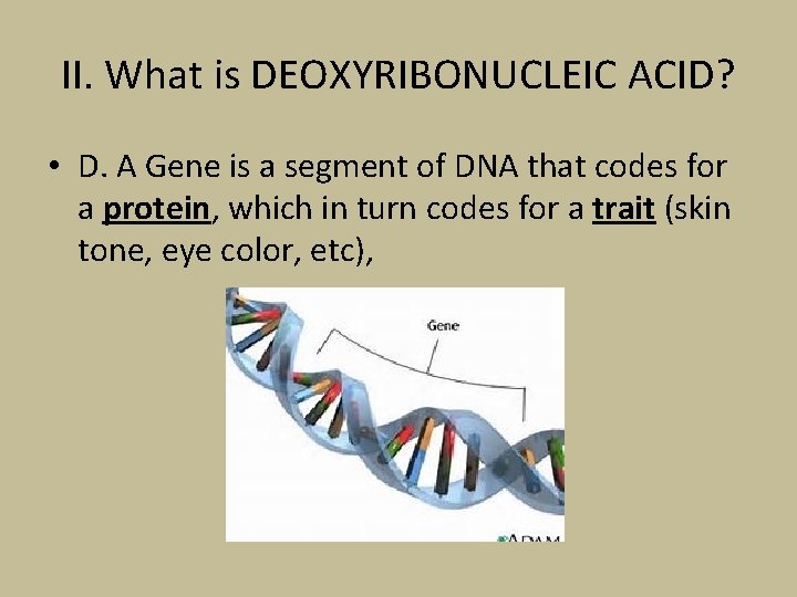 II. What is DEOXYRIBONUCLEIC ACID? • D. A Gene is a segment of DNA