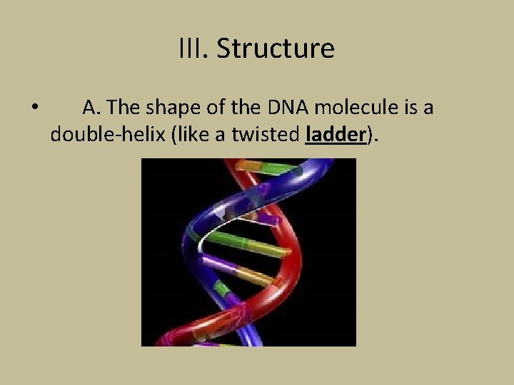 III. Structure • A. The shape of the DNA molecule is a double-helix (like