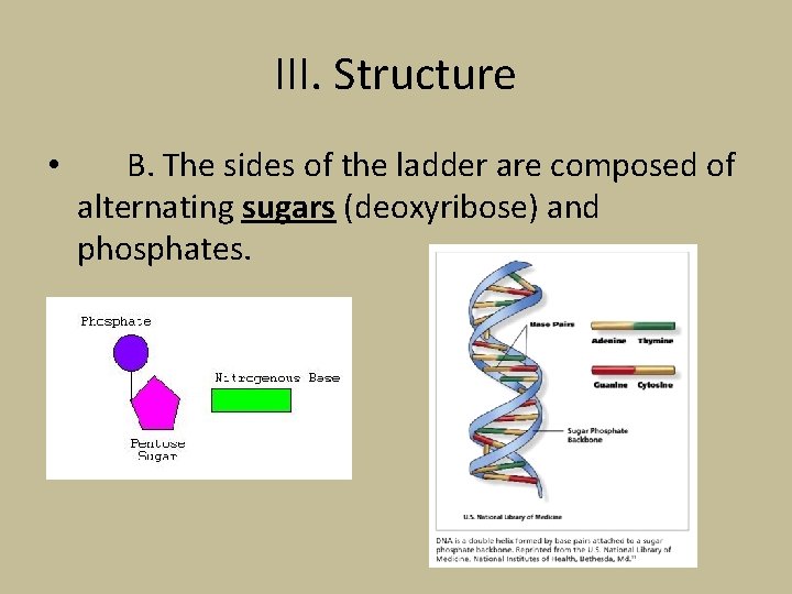 III. Structure • B. The sides of the ladder are composed of alternating sugars