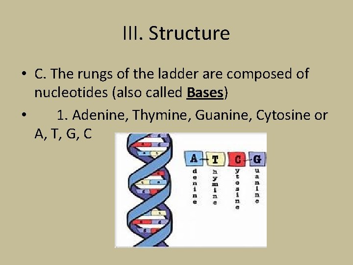 III. Structure • C. The rungs of the ladder are composed of nucleotides (also