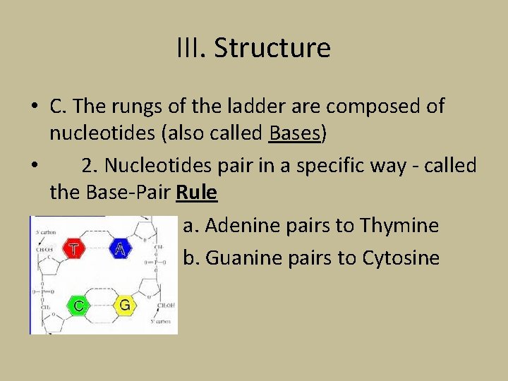 III. Structure • C. The rungs of the ladder are composed of nucleotides (also