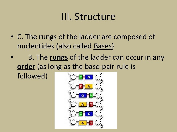 III. Structure • C. The rungs of the ladder are composed of nucleotides (also