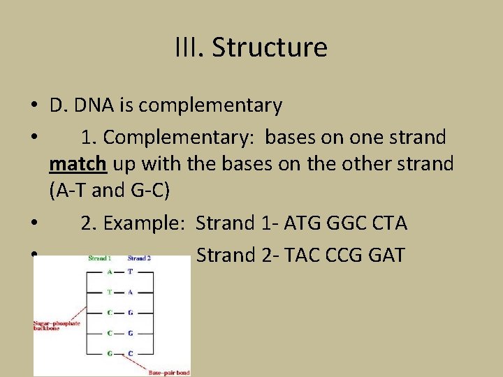 III. Structure • D. DNA is complementary • 1. Complementary: bases on one strand
