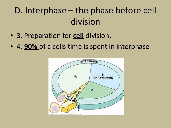 D. Interphase – the phase before cell division • 3. Preparation for cell division.