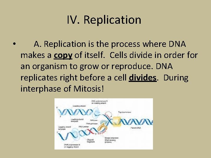 IV. Replication • A. Replication is the process where DNA makes a copy of