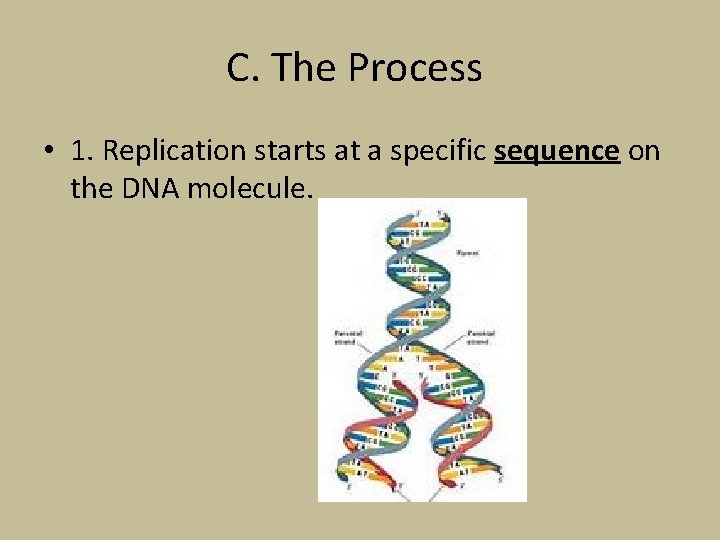 C. The Process • 1. Replication starts at a specific sequence on the DNA