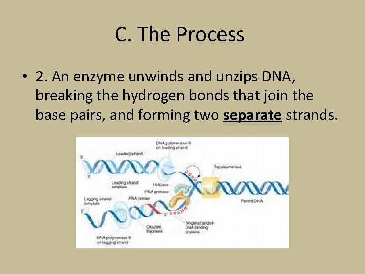 C. The Process • 2. An enzyme unwinds and unzips DNA, breaking the hydrogen