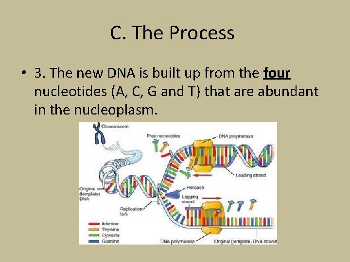 C. The Process • 3. The new DNA is built up from the four