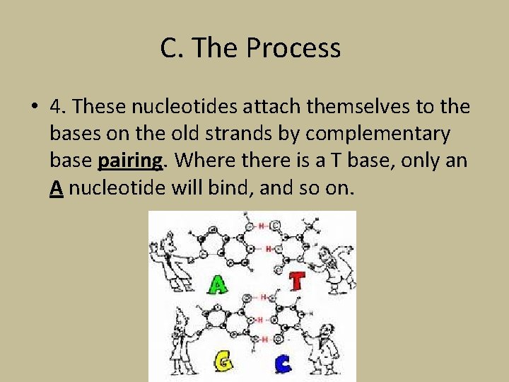 C. The Process • 4. These nucleotides attach themselves to the bases on the