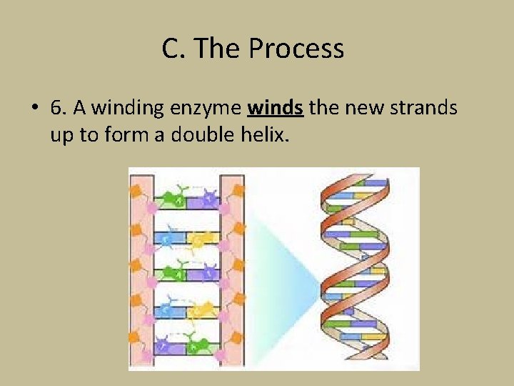 C. The Process • 6. A winding enzyme winds the new strands up to