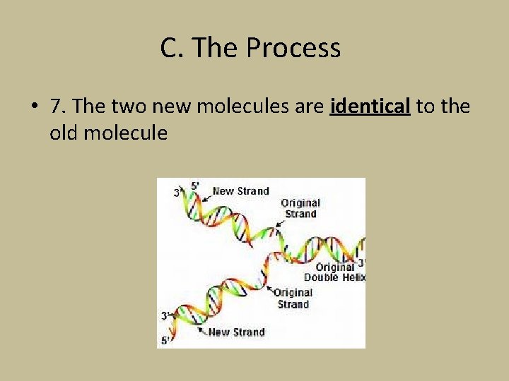 C. The Process • 7. The two new molecules are identical to the old