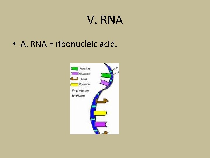 V. RNA • A. RNA = ribonucleic acid. 