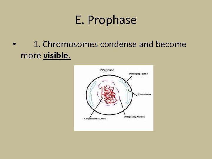 E. Prophase • 1. Chromosomes condense and become more visible. 