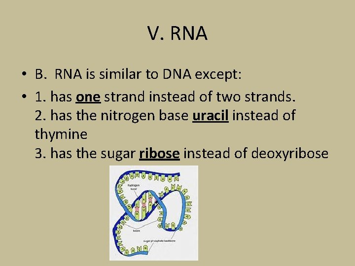 V. RNA • B. RNA is similar to DNA except: • 1. has one