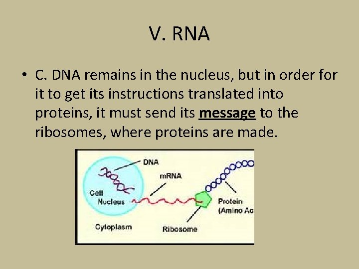 V. RNA • C. DNA remains in the nucleus, but in order for it