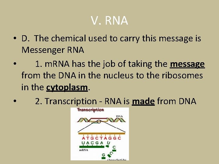 V. RNA • D. The chemical used to carry this message is Messenger RNA