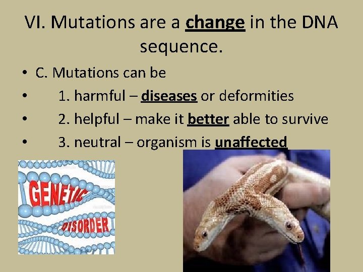 VI. Mutations are a change in the DNA sequence. • C. Mutations can be