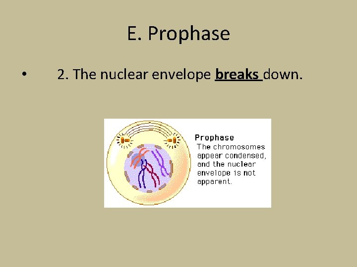 E. Prophase • 2. The nuclear envelope breaks down. 