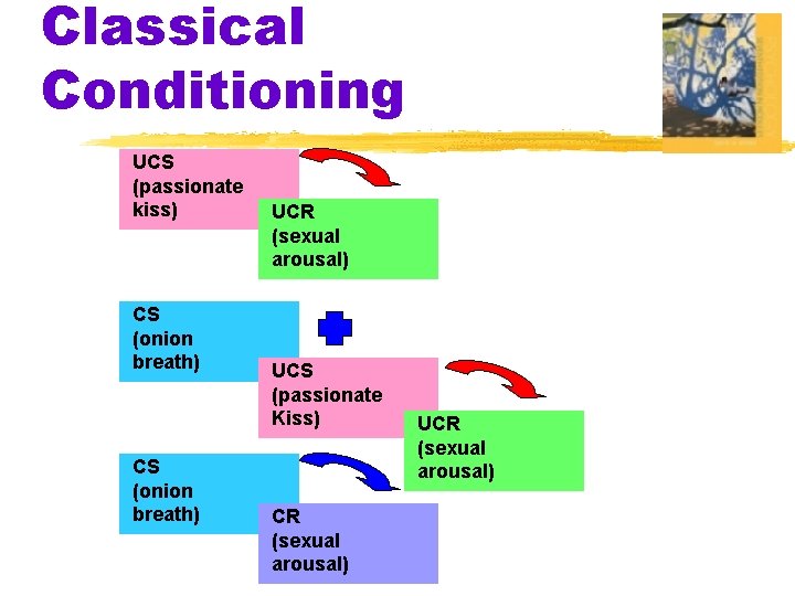 Classical Conditioning UCS (passionate kiss) CS (onion breath) UCR (sexual arousal) UCS (passionate Kiss)