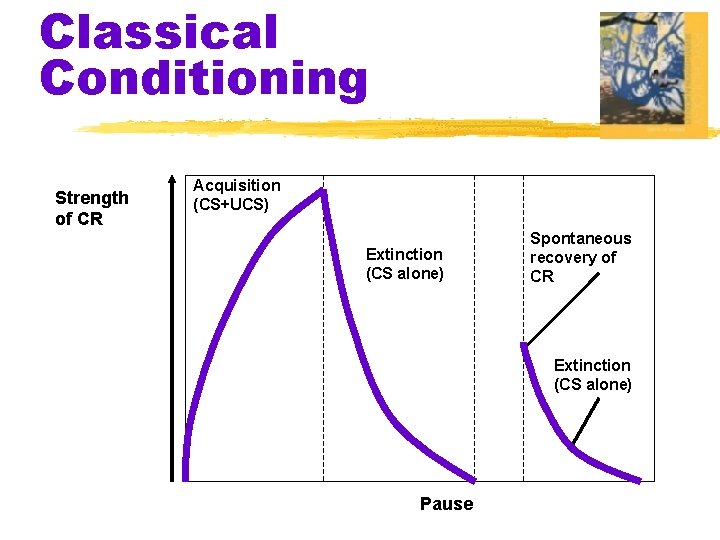 Classical Conditioning Strength of CR Acquisition (CS+UCS) Extinction (CS alone) Spontaneous recovery of CR