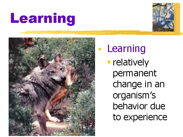 Learning § relatively permanent change in an organism’s behavior due to experience 