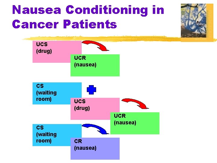 Nausea Conditioning in Cancer Patients UCS (drug) UCR (nausea) CS (waiting room) UCS (drug)