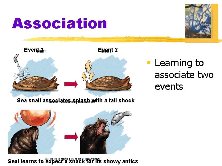 Association Event 1 Event 2 § Learning to associate two events Sea snail associates