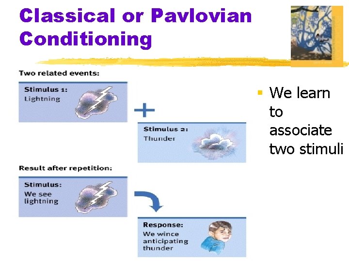 Classical or Pavlovian Conditioning § We learn to associate two stimuli 