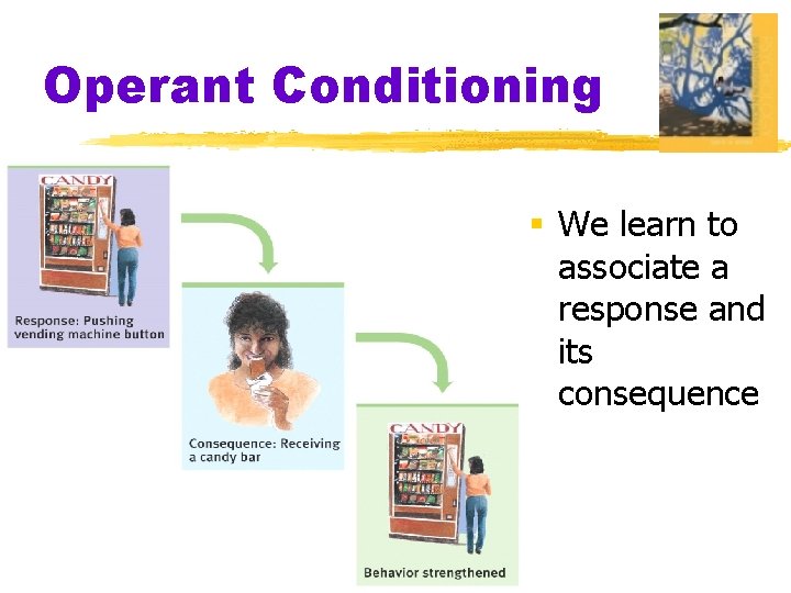 Operant Conditioning § We learn to associate a response and its consequence 