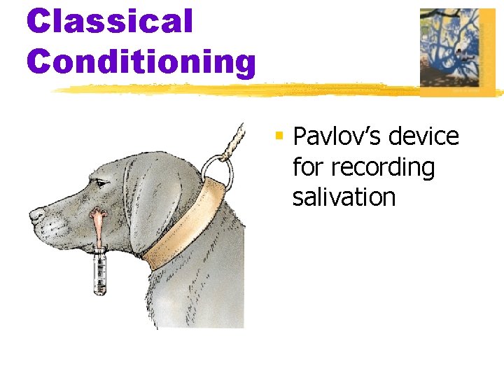 Classical Conditioning § Pavlov’s device for recording salivation 