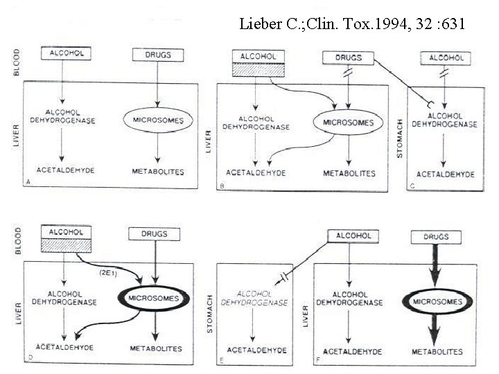 Lieber C. ; Clin. Tox. 1994, 32 : 631 