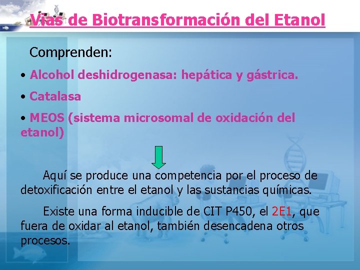 Vias de Biotransformación del Etanol Comprenden: • Alcohol deshidrogenasa: hepática y gástrica. • Catalasa