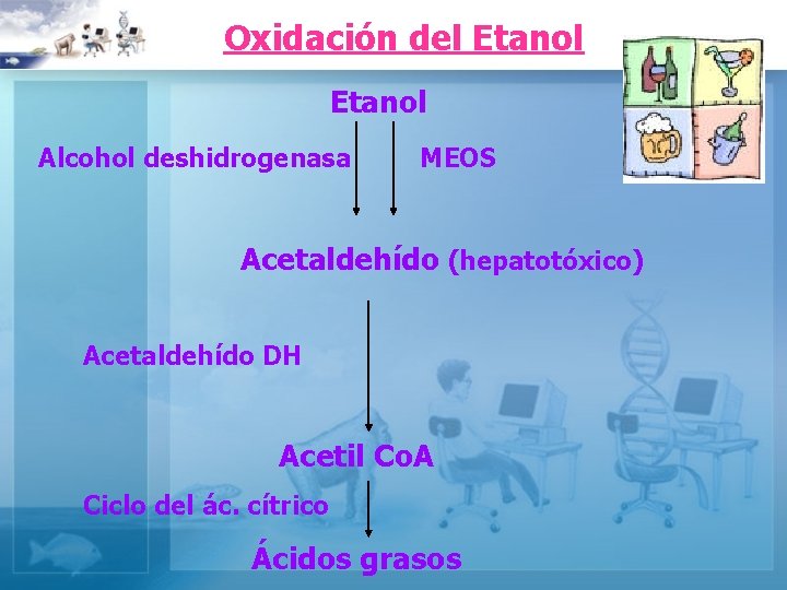 Oxidación del Etanol Alcohol deshidrogenasa MEOS Acetaldehído (hepatotóxico) Acetaldehído DH Acetil Co. A Ciclo